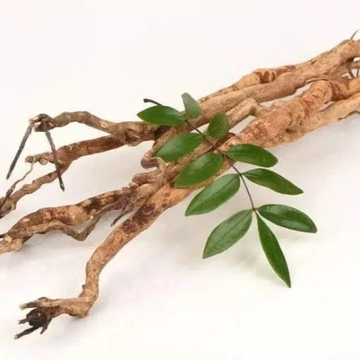 Tongkat Ali Extract Powder - Eurycoma longifolia - Bulk Supplier India
