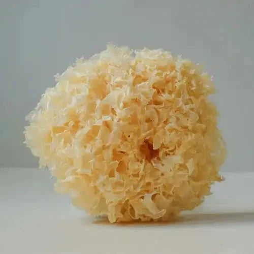 Tremella Mushroom Extract Powder - Tremella fuciformis - Bulk Supplier India