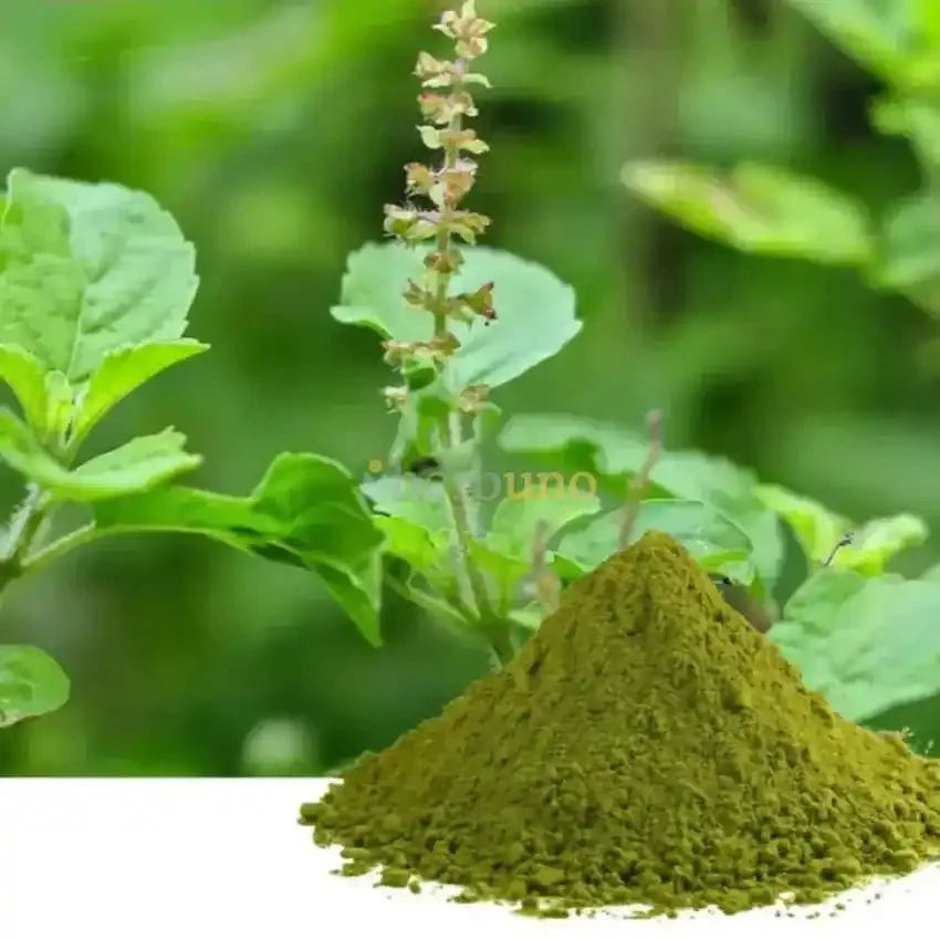 Tulsi Extract Powder - Ocimum Sanctum  - Bulk Supplier India  - shop_name
