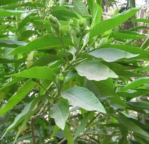 Vasaka Leaf Extract Powder - Bulk Supplier India