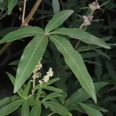 Vitex Agnus Extract Powder - Bulk Supplier India