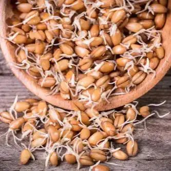 Wheat Germ Extract Powder | Gehun Ankur - Bulk Supplier India