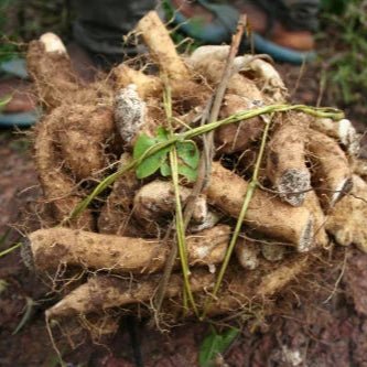 Wild Yam Extract - Dioscorea villosa - Bulk Supplier India