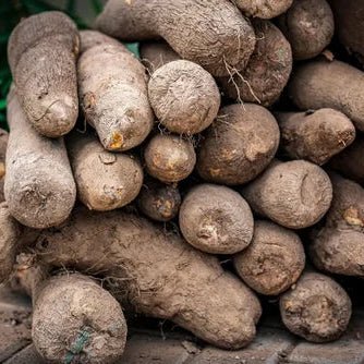 Wild Yam Extract - Dioscorea villosa - Bulk Supplier India