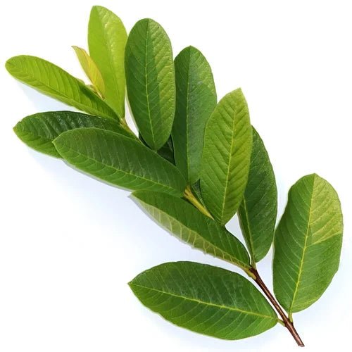 Zinc (4%) — from Guava Leaf| Amrood Patta Extract - Bulk Supplier India