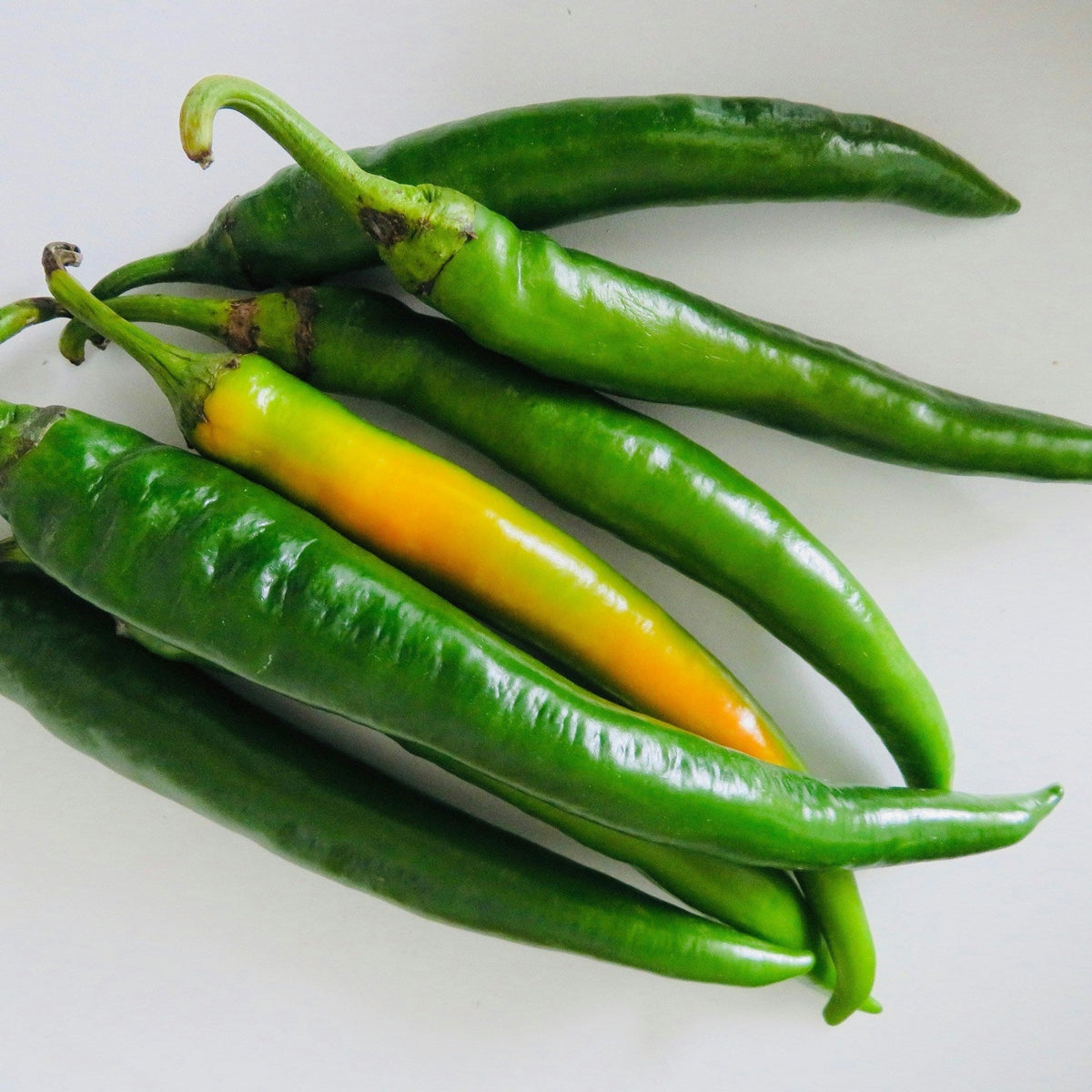 Green Chilli Extract Powder - Capsicum annuum - Bulk Supplier India